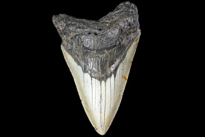 Bargain, Megalodon Tooth - North Carolina #83958